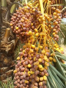Zahidi date palm